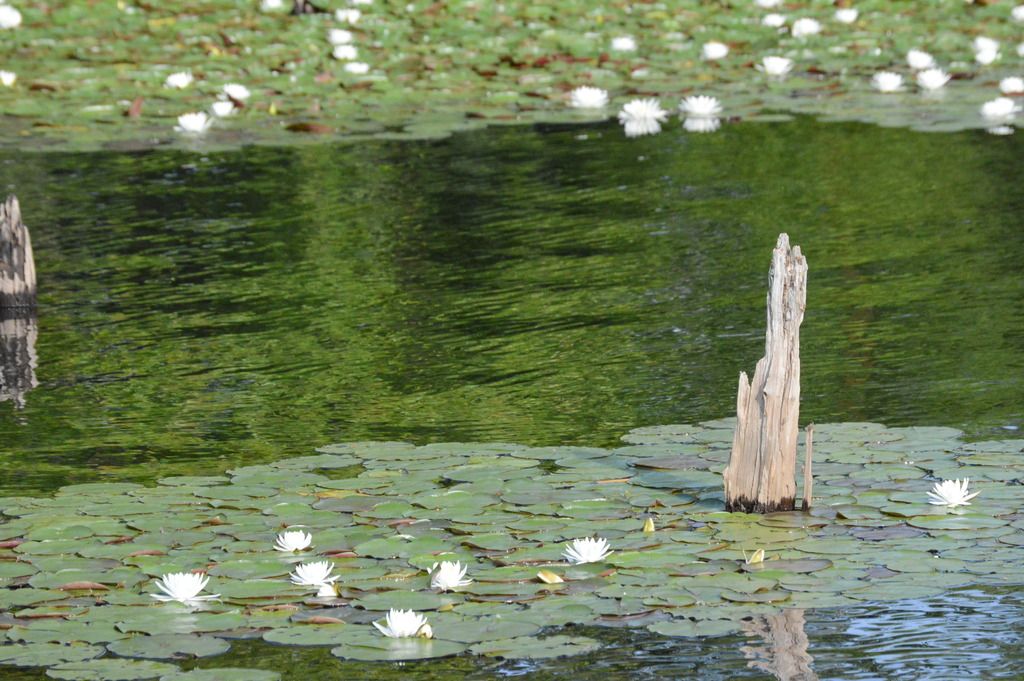 i1056.photobucket.com/albums/t362/Brian_J_McCulley/South%20Jersey%20Hook%20This/2015-07-11%20SJHT%20at%20Manasquan%20Reservoir/DSC_0027_zps1v0mgxdg.jpg
