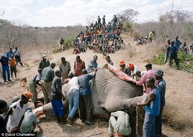 Ratah Gajah Mentah