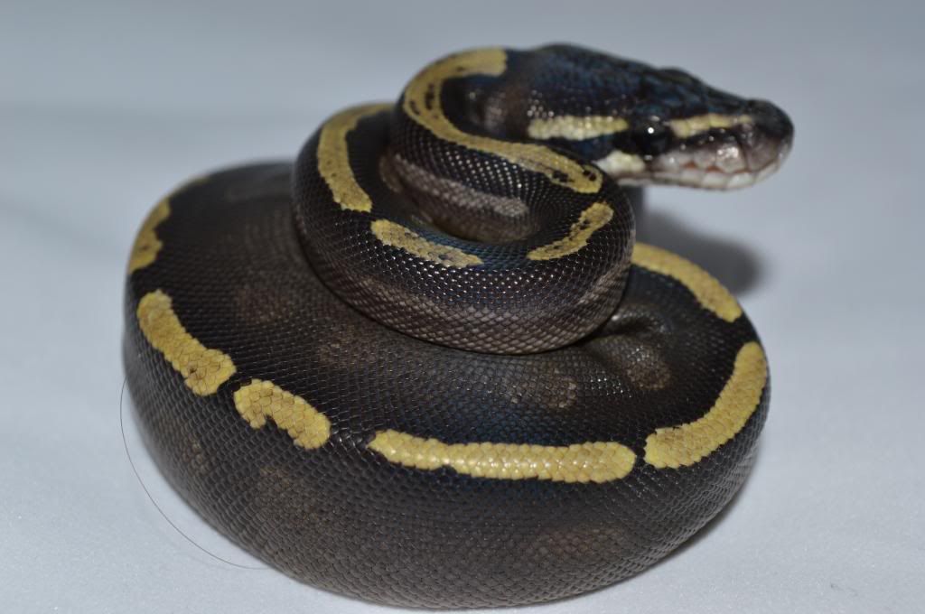 NE England *** Mojo and Lesser GHI Females *** Reptile Forums
