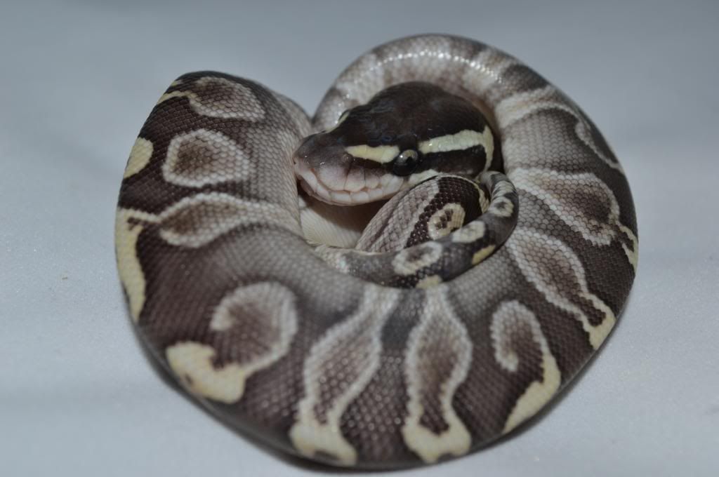 NE England *** Mojo and Lesser GHI Females *** Reptile Forums
