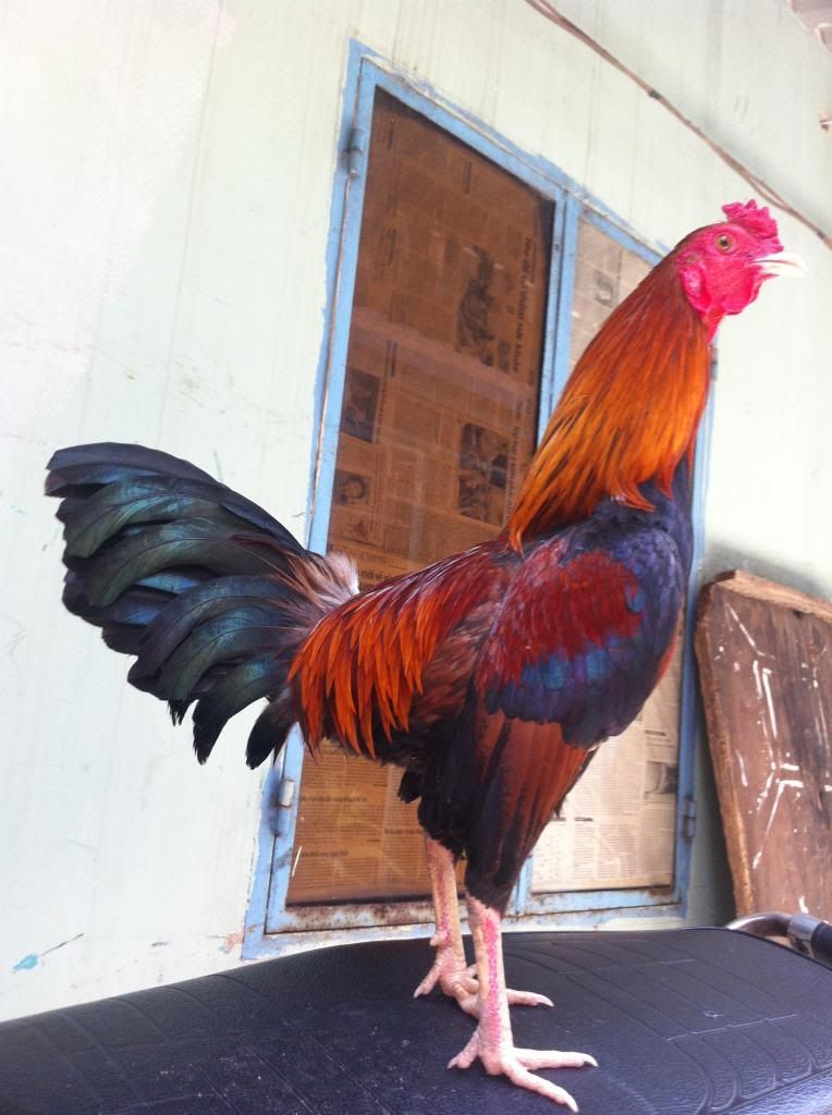 gà tre lai 9Lạng - 10