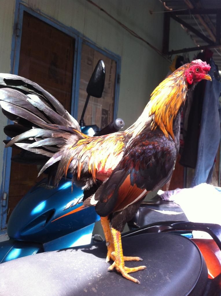 gà tre lai bổn đá cựa tốt - 8