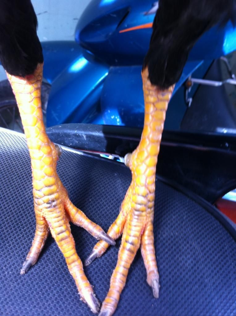 gà tre lai bổn đá cựa tốt - 9