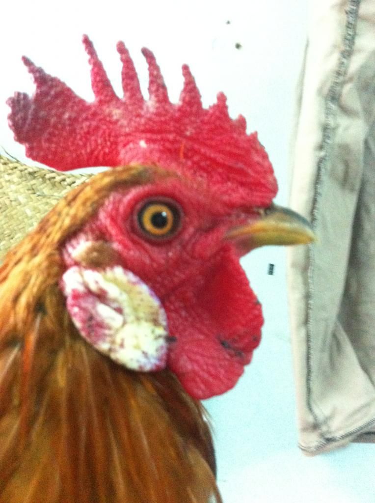 gà tre lai bổn đá cựa tốt