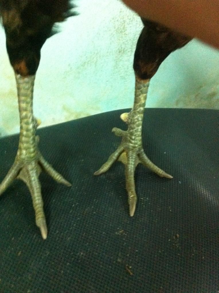 gà tre lai bổn đá cựa tốt - 4