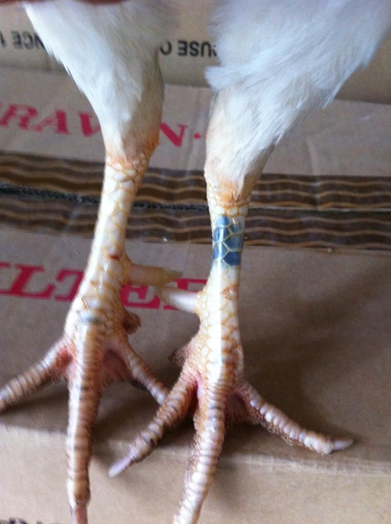 Gà tre lai đá tiền