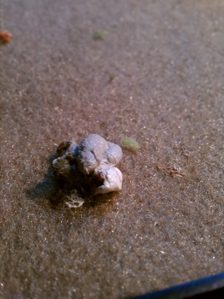 iguana white poop