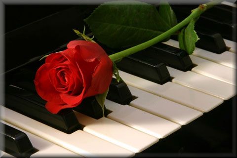 [Hình: Piano-keys-with-rose1-1345646137_48.jpg]
