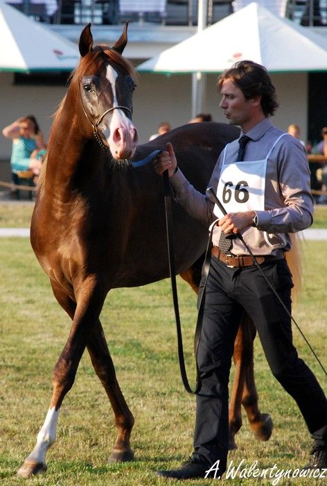 Obrazek