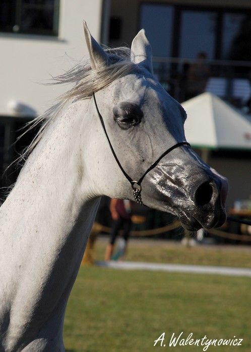 Obrazek