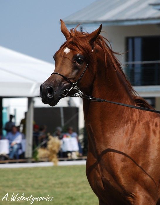 Obrazek
