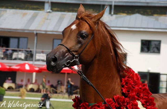 Obrazek