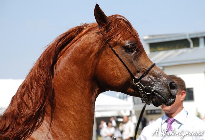 Obrazek
