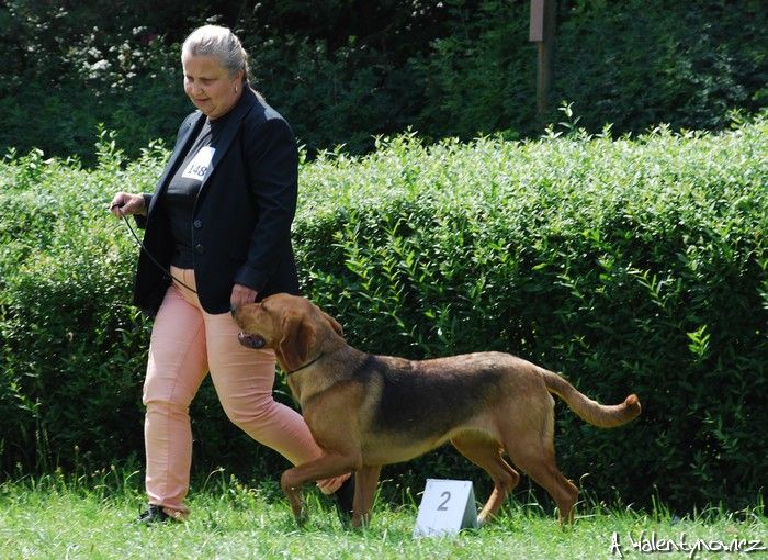 Obrazek