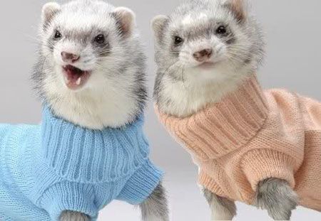 f2427_a98185_ferrets2.jpg