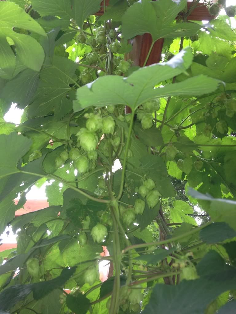 Home Trellis System Community BeerAdvocate