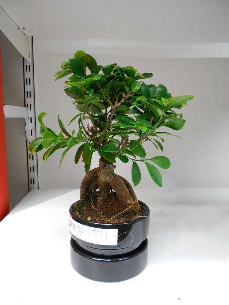 Bonsai Ikea