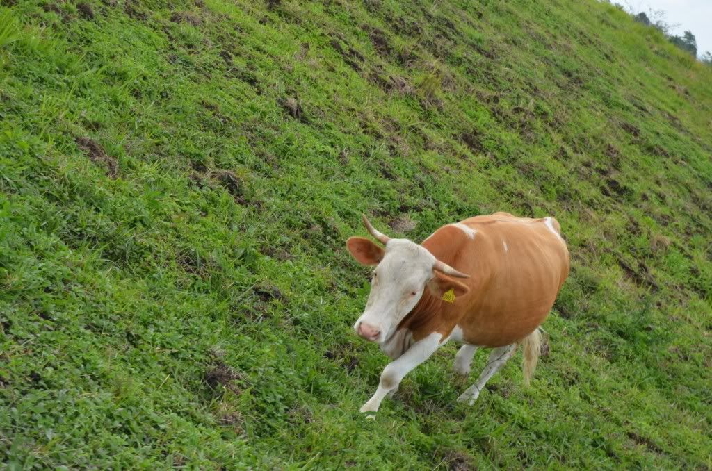 Sapi balai