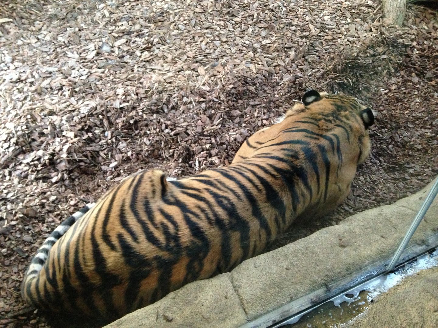 Tiger Territory London Zoo