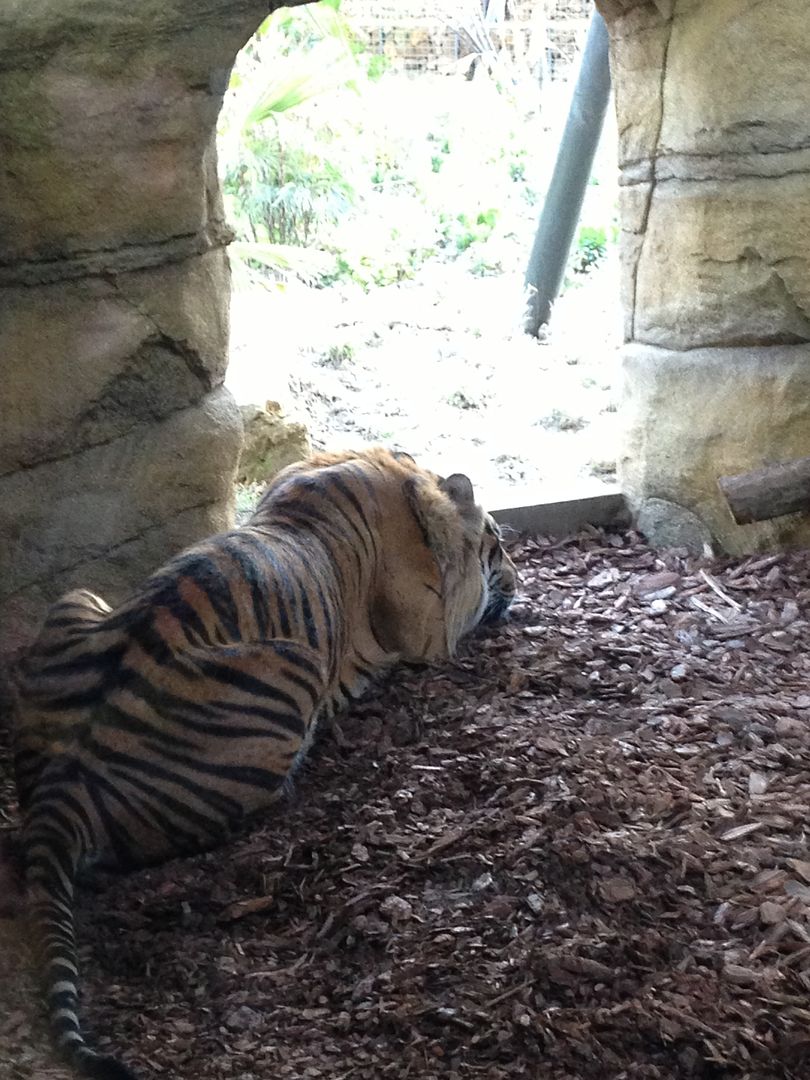 Tiger Territory London Zoo