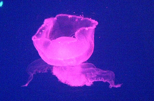 jellyfish pink