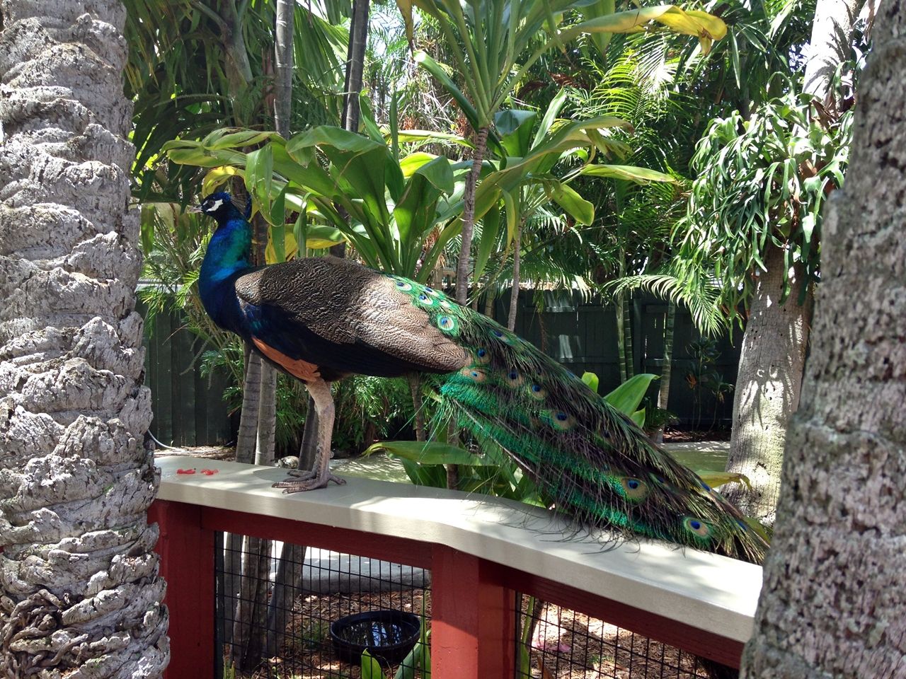 Peacock Miami Seaquarium