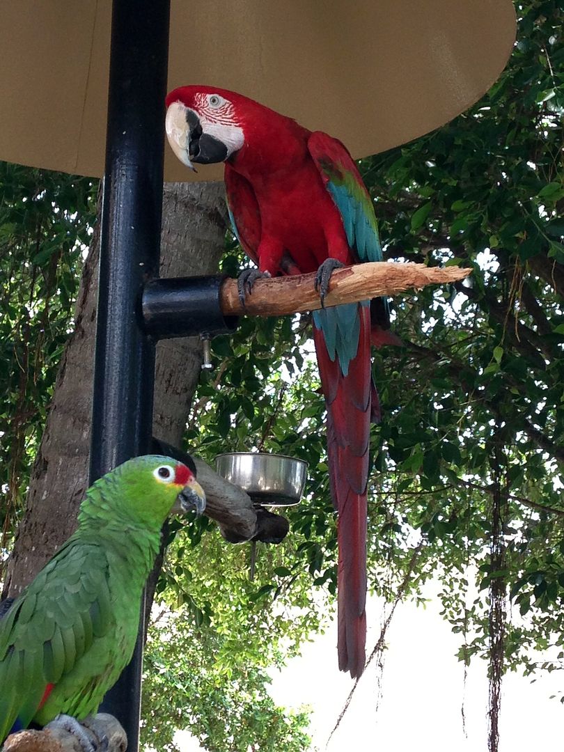 Parrots Miami Seaquarium