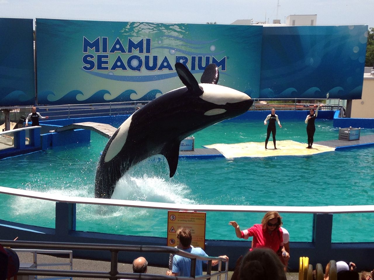 Miami Seaquarium Killer Whale - The P-Ho Diaries