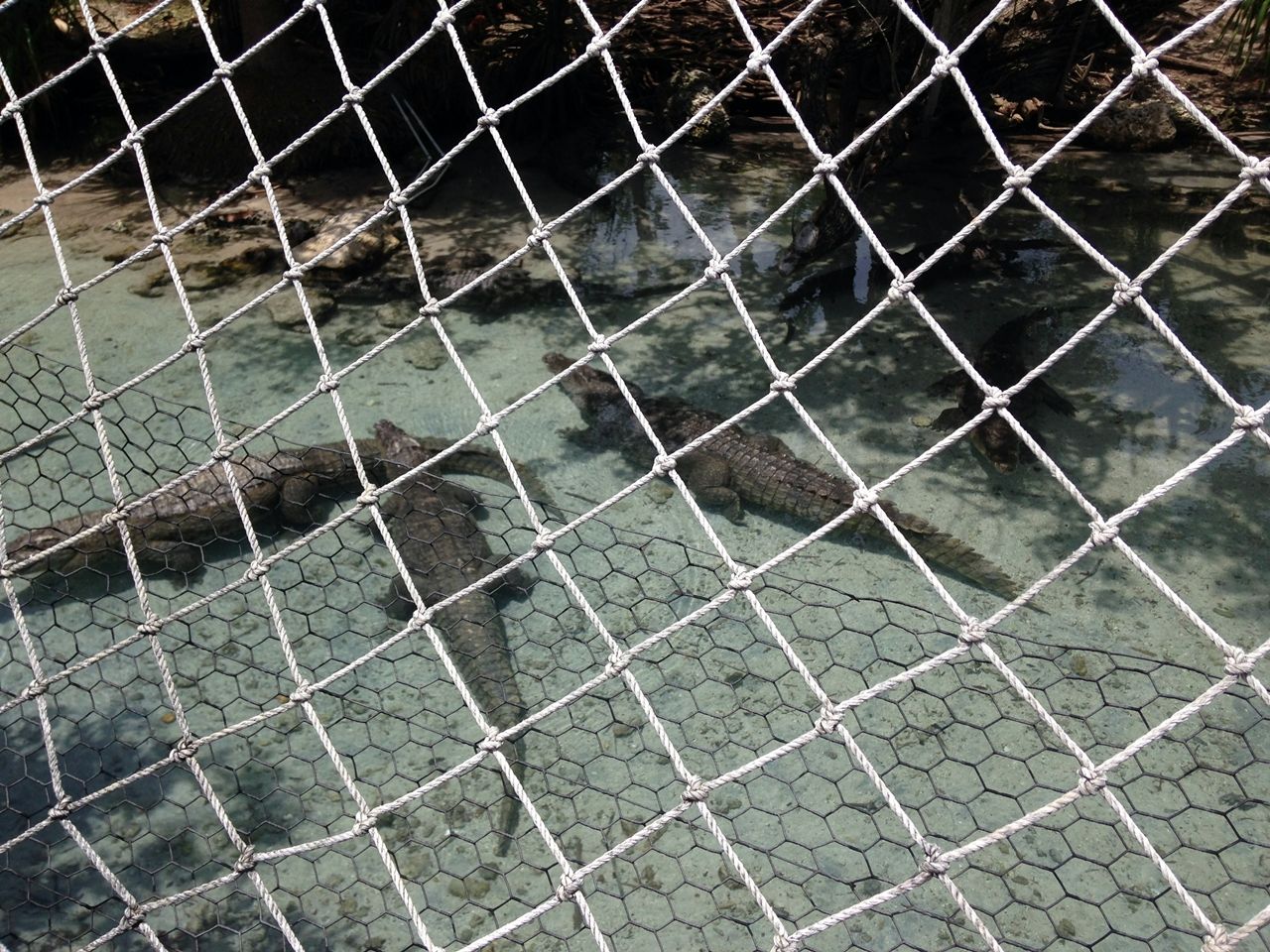 Alligators Miami Seaquarium