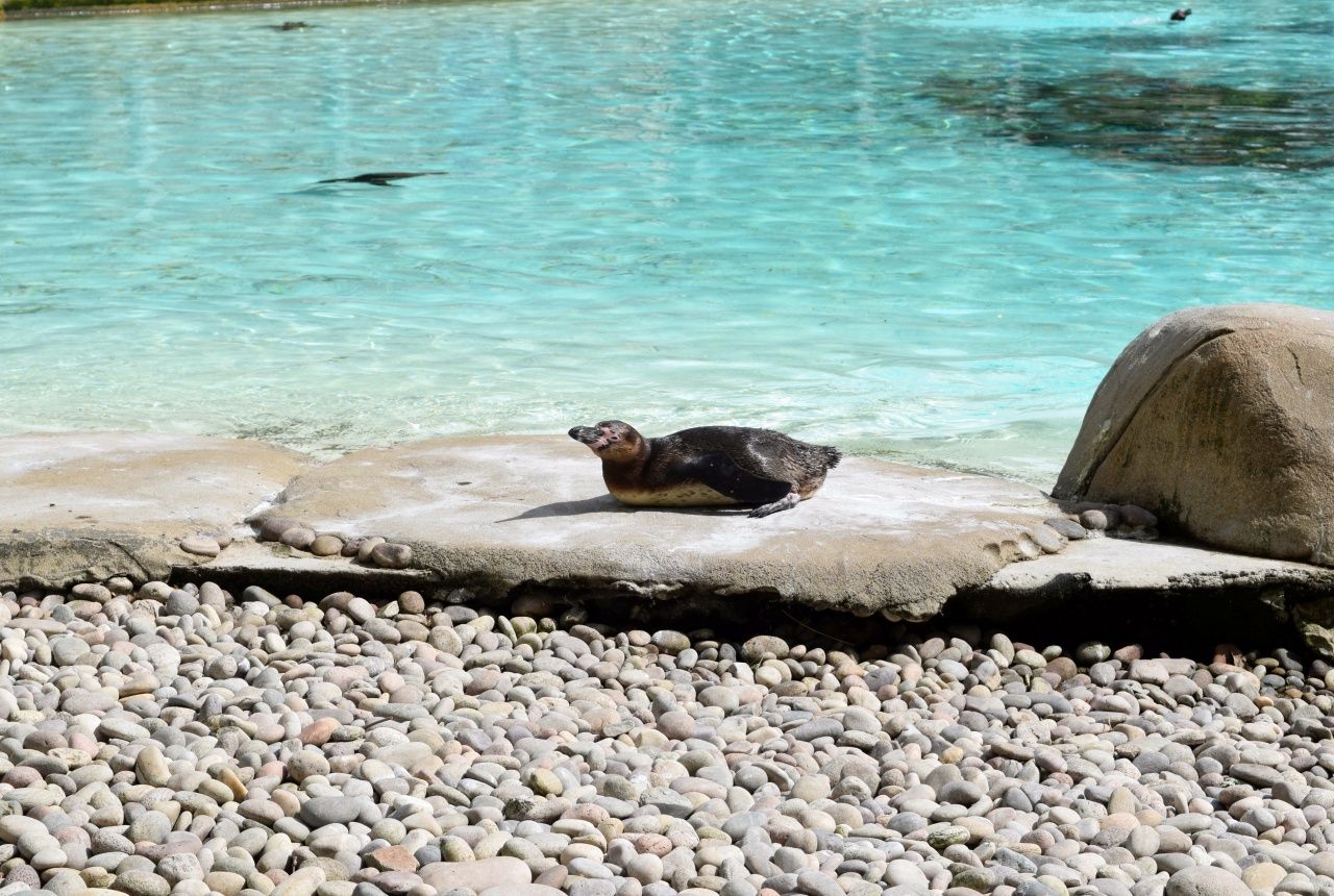 Penguins sunbathing