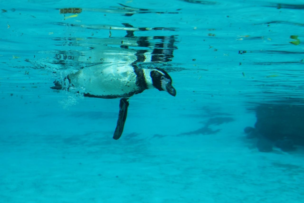 Penguin swimming