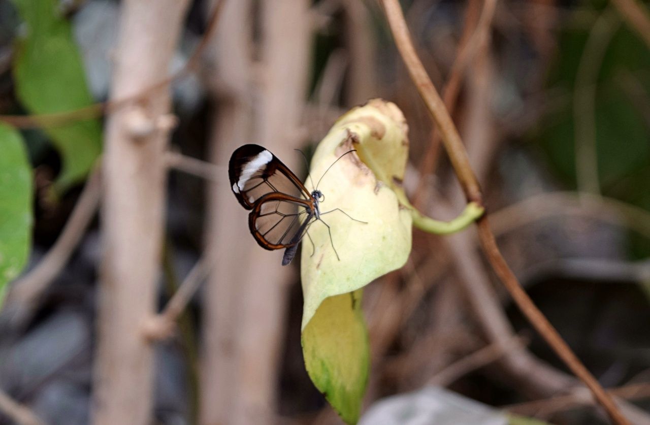 Clear winged butterfly