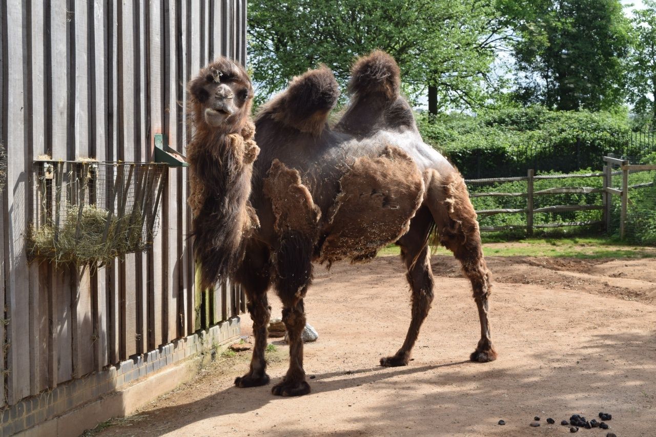Camel At London Zoo | The LDN Diaries