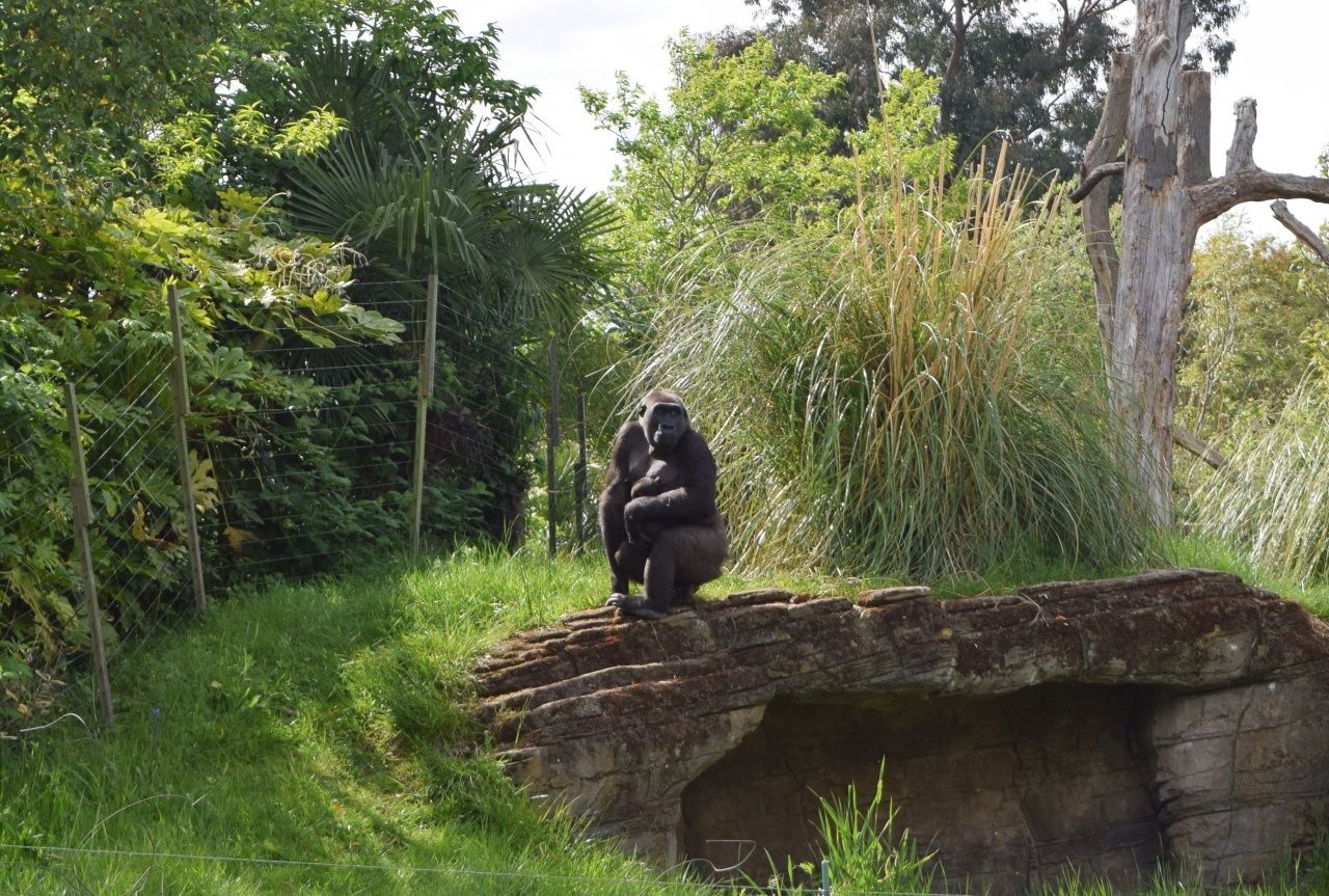 Gorilla at London Zoo | The LDN Diaries