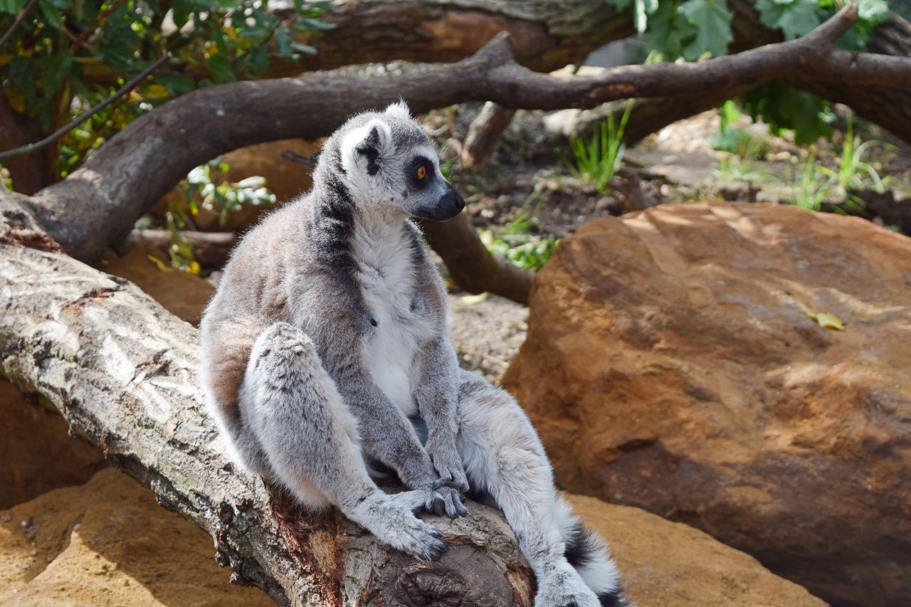 Lemur | In With The Lemurs | London Zoo | The LDN Diaries