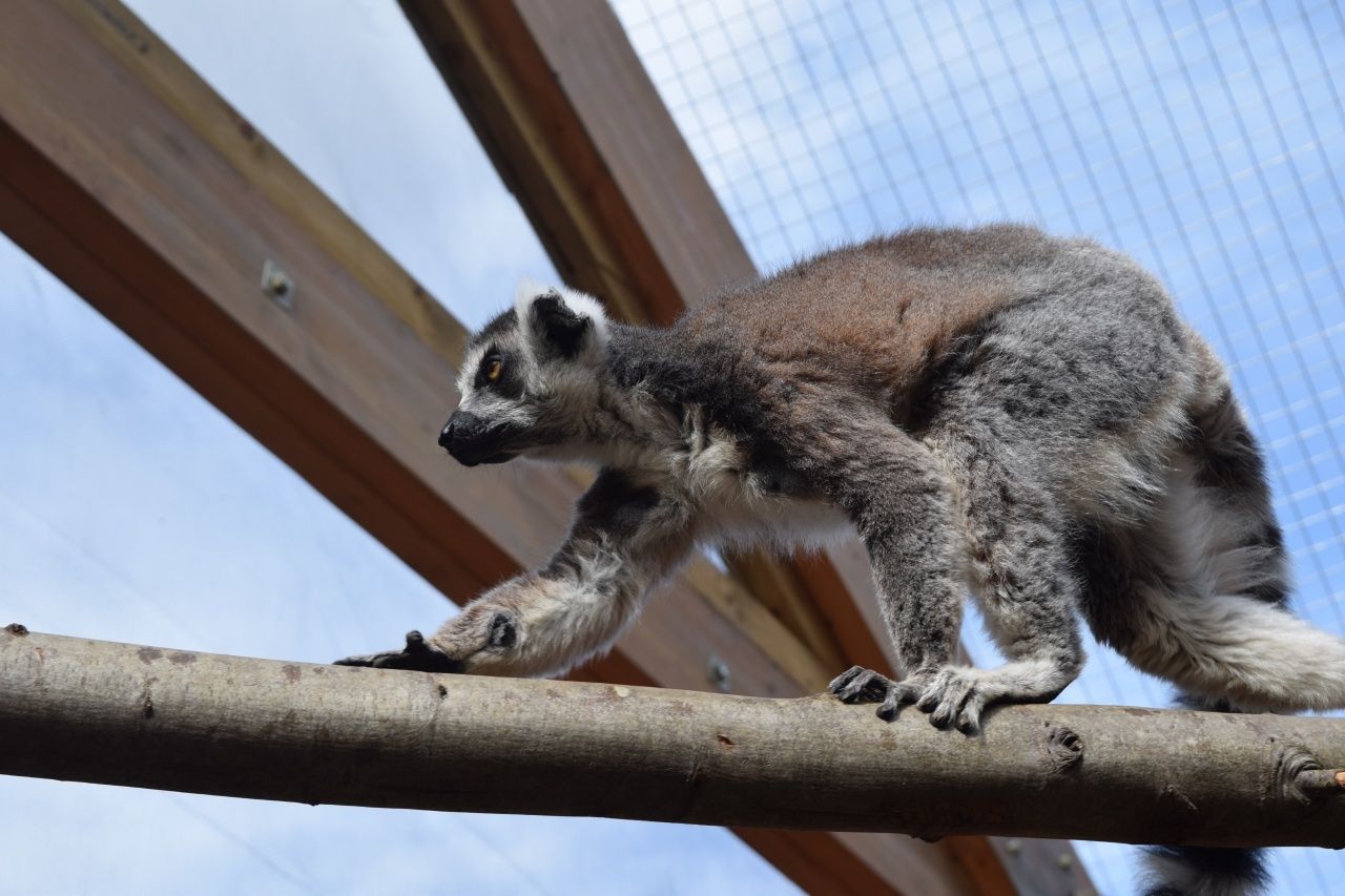 Lemur | In With The Lemurs | The LDN Diaries at London Zoo