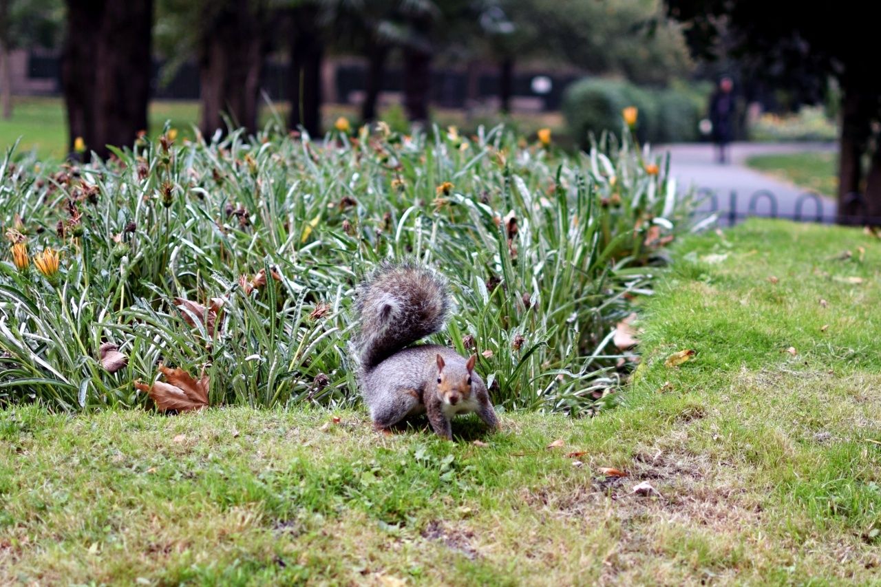 Squirrels in London Parks