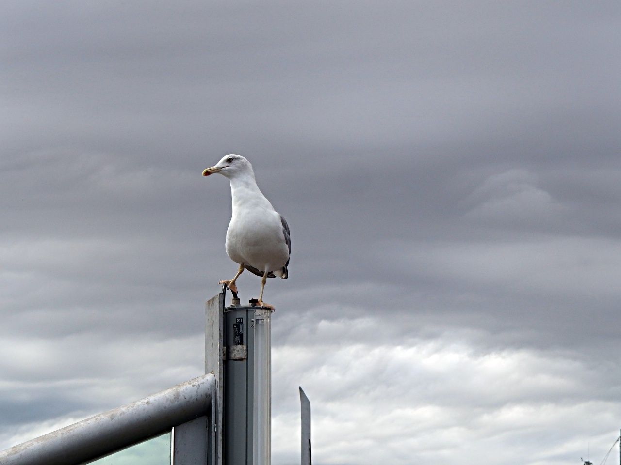 Seagull