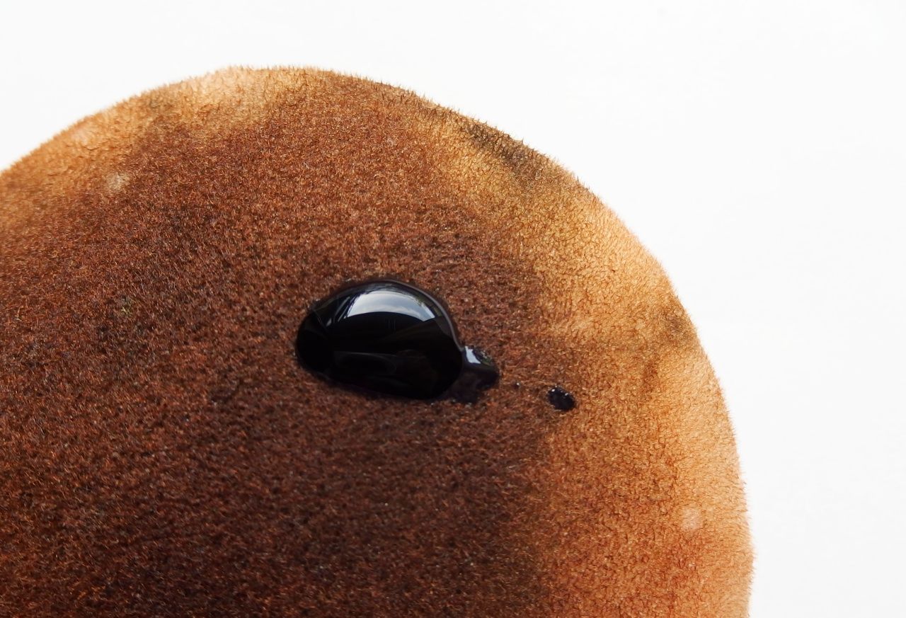 St Moriz Dark Tan Lotion