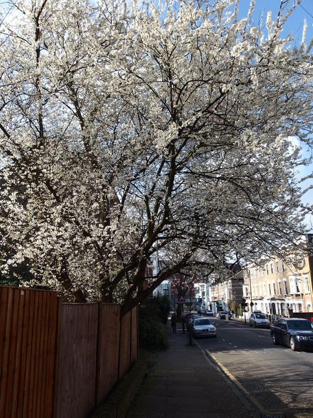 Blossom Tree London